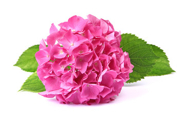 Fleur d'hortensia rose