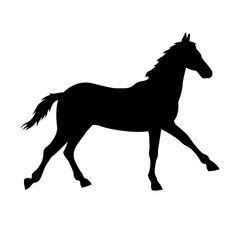 Black horse silhouette isolated vector illustration
