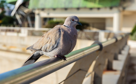 dove on the fence