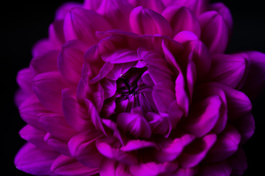 close up of a dahlia on black background