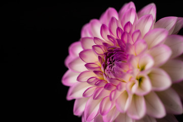 close up of a dahlia on black background