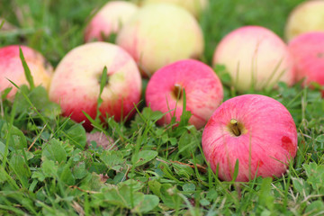 apple harvest on the grass