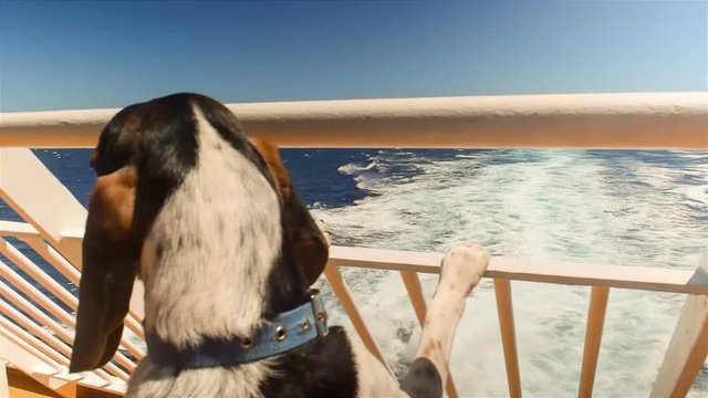 Hunt dog in ship leaving port going on summer vacations looking at the sea.
