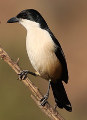 Southern Boubou, Laniarius ferrugineus, at Walter Sisulu Nationa