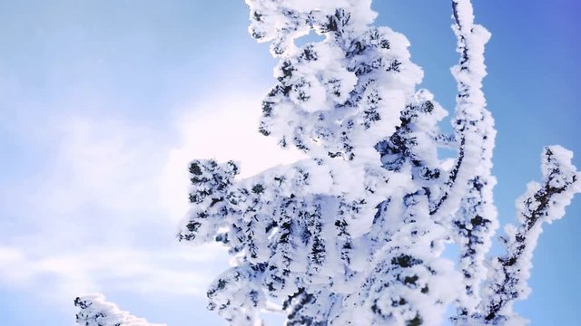 Winter trees in mountains covered with fresh snow in slow motion. 1920x1080