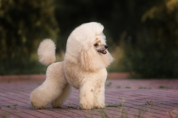 Portrait of a female apricot poodle dog