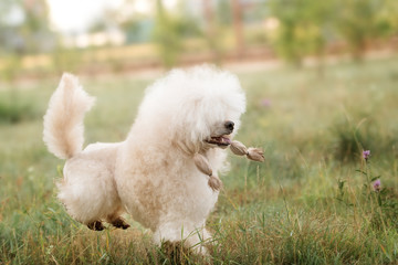 Portrait of a female apricot poodle dog