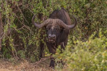 Buffalo in Tsavo National Park, Kenya