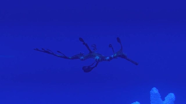 Common seadragon weedy is a marine fish related to the seahorse swimming underwater