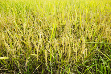 Yellow paddy field. Selective focus.