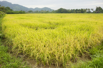 Yellow paddy field. Selective focus.