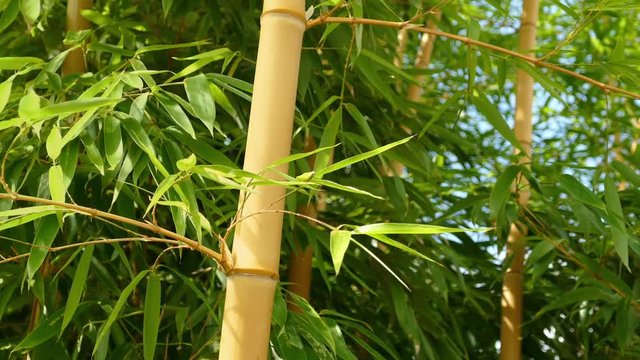Bamboo Plants In Breeze