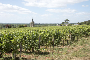 Vines and church at Vouvray France - August 2016 - The bell tower of the church of Notre Dame et...