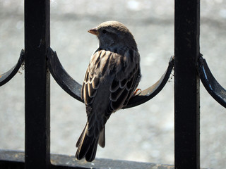 sparrow on the fence
