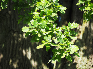 branch oak in bright light