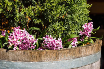 A flowerbed made of old wooden barrel with green hiba false arborvitae (Thujopsis dolabrata) shrubbery and rosy hyacinth