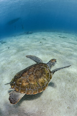 Turtle swimming near to sandy bottom