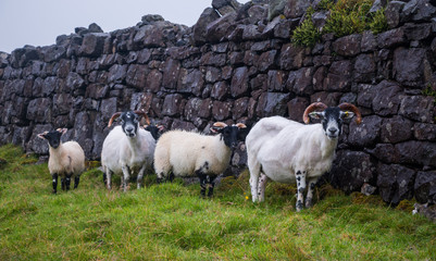 Fototapeta premium Neugierige Schafe in Schottland