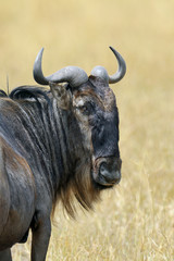 Wildebeest in National park of Kenya