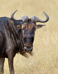 Wildebeest in National park of Kenya