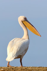 Great white pelican