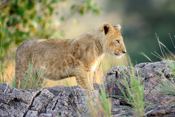 African lion cub