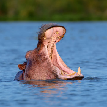 Hippo on lake in Africa