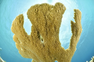 Elkhorn Coral with sunlight