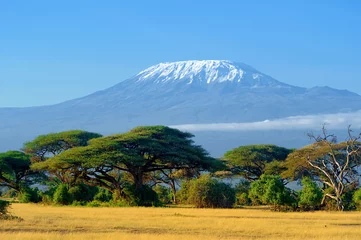 Stickers pour porte Kilimandjaro Kilimandjaro dans la savane africaine