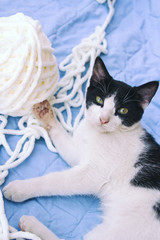 Precioso gato común jugando con un ovillo de lana