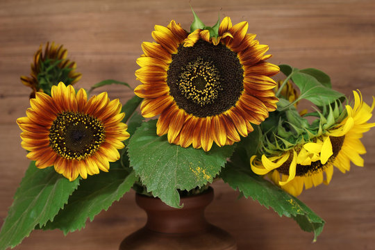  Sunflowers - Valuable oilseed 