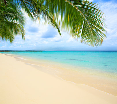 Caribbean sea and palm leaves. © Swetlana Wall