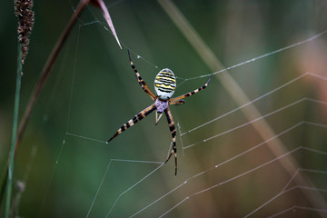 argiope frelon