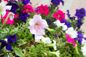 A flower bed with blooming colorful petunia