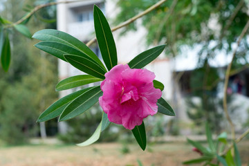 Oleander shrub, pink rose flowers with leaves. (Nerium oleander L.). Flowering pink oleander in the...