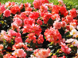 A flower bed of begonias in the sun
