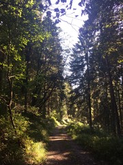 Waldweg im Spätsommer abends