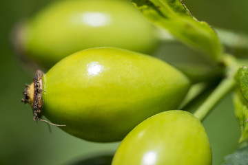 green rose hip detail