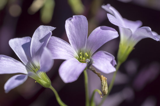 lilac flower detail