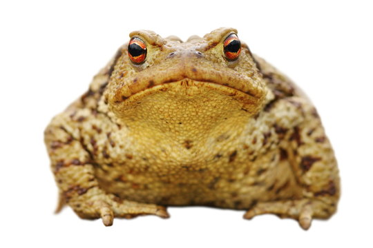 isolated close up of common toad