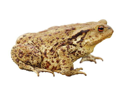 isolated common toad