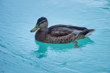 european female duck swims on blue river water