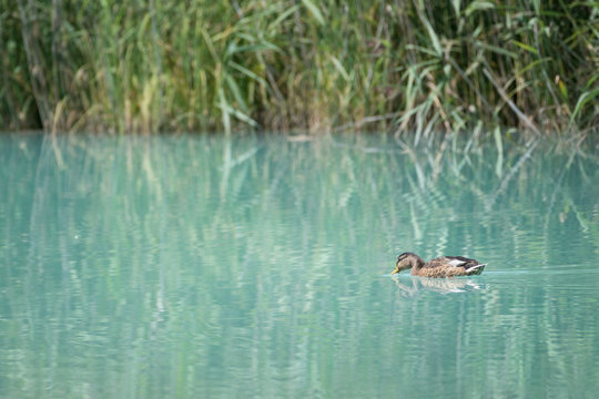 baby duck swims from right to left before grass reeds on lriver