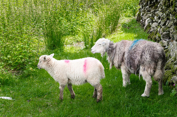 Sheep and Lamb in a Grassy Field