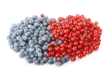 blueberry and red currant isolated