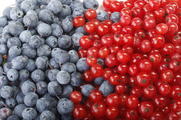 blueberry and red currant background 