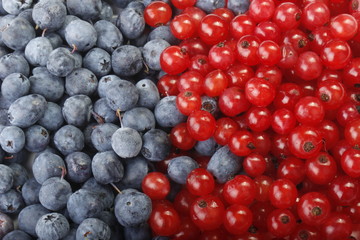blueberry and red currant background 