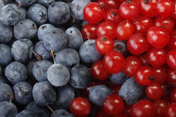 blueberry and red currant background 