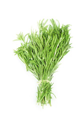 rosemary isolated