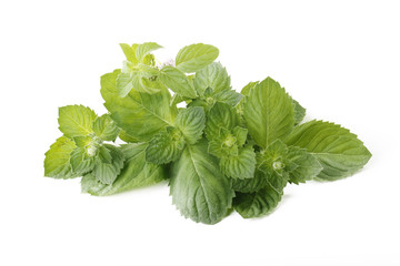 freash green mint isolated